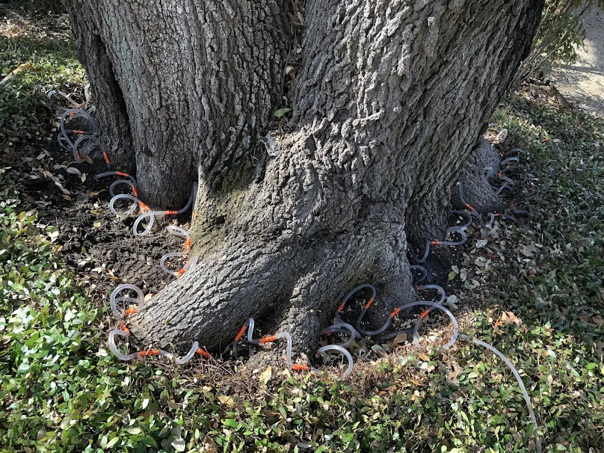 Detailed Tree Cabling and Bracing job site in Clover