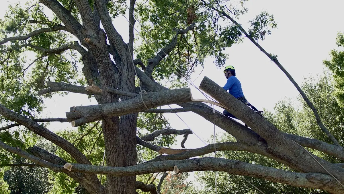 Professional Hazardous Tree Removal performed by certified arborists in Clover
