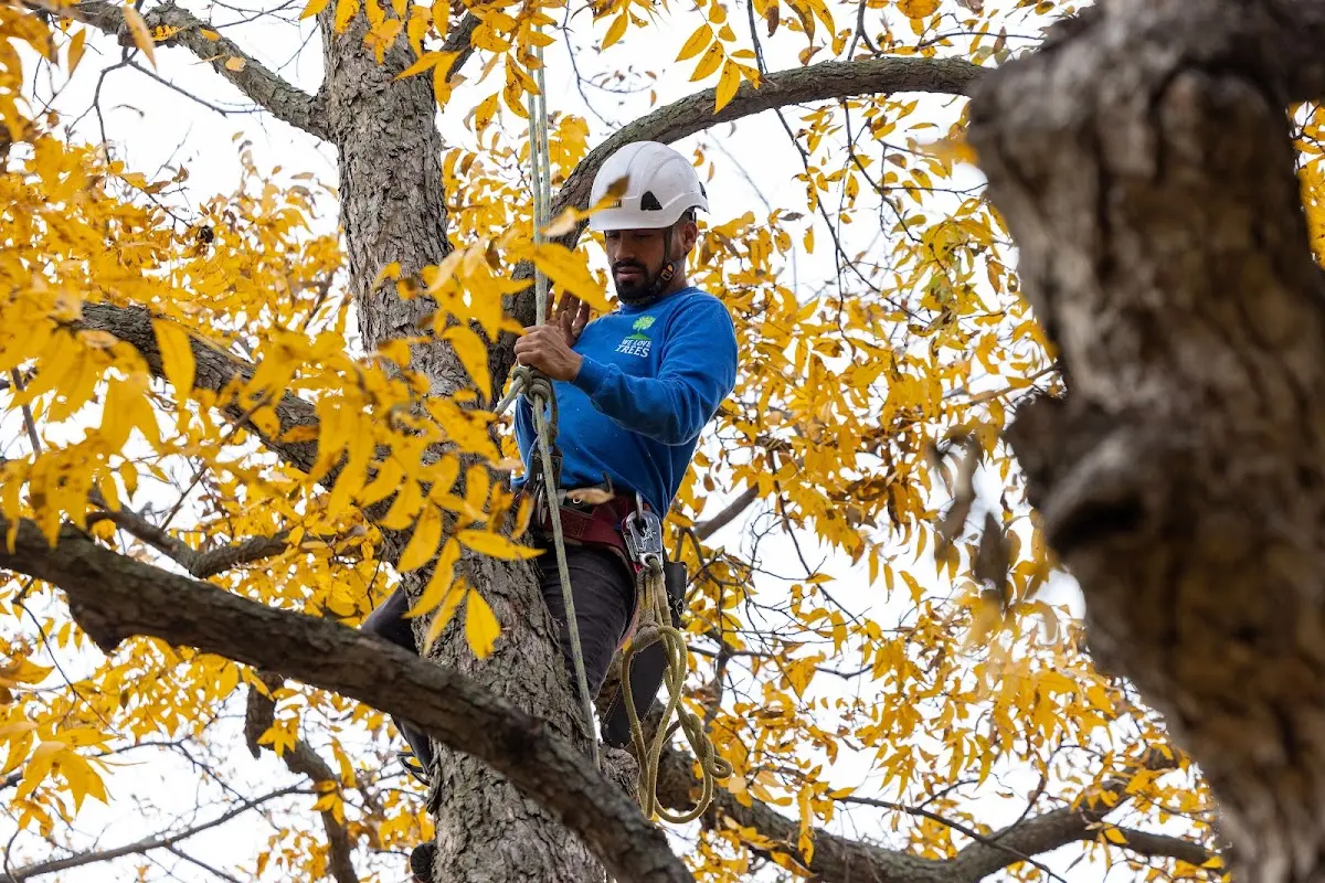 Skilled Tree Trimming crew working in Clover